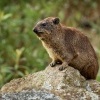 Daman skalni - Procavia capensis - Rock Hyrax o0556